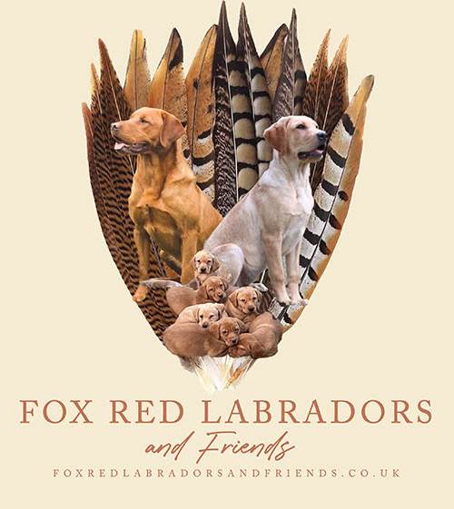 Fox Red Labradors And Friends