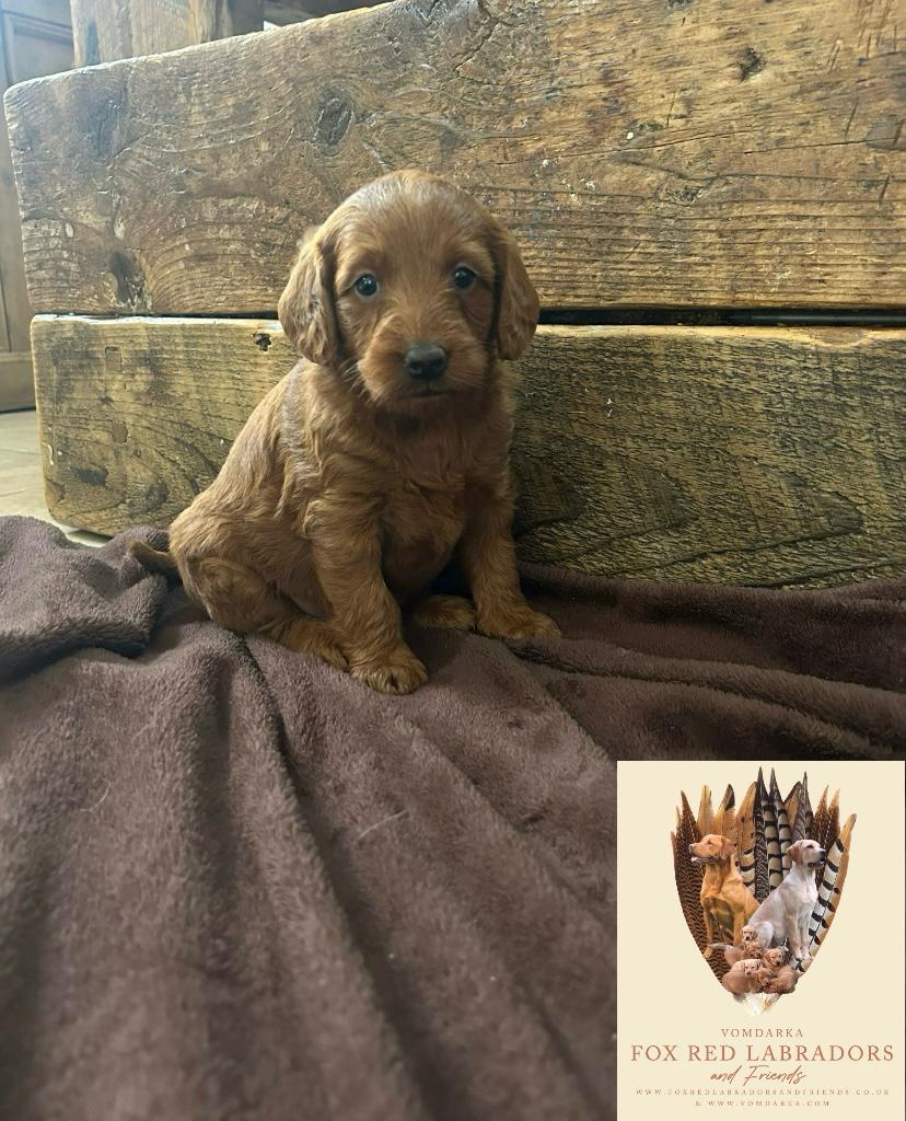 Red labradoodle sale puppies uk