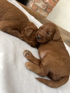 Fox Red labradoodle puppies