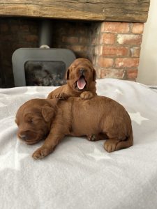 Fox Red labradoodle puppies