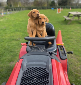 Screenshot 2022 04 13 224425 Fox Red Labradors And Friends