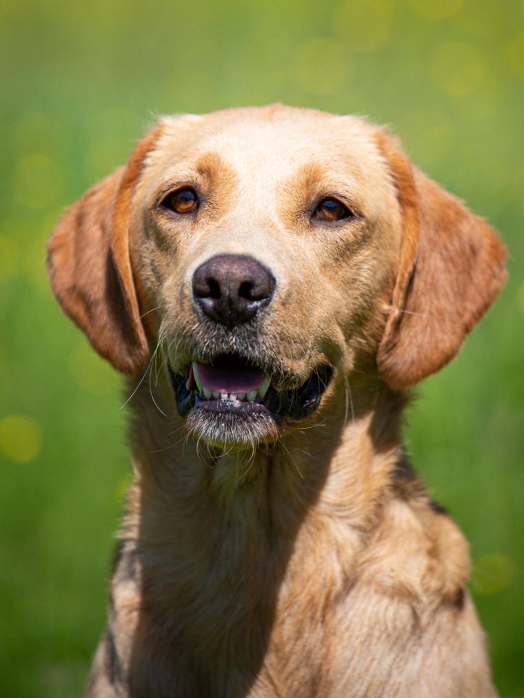 What is the history of Fox Red Labradors?