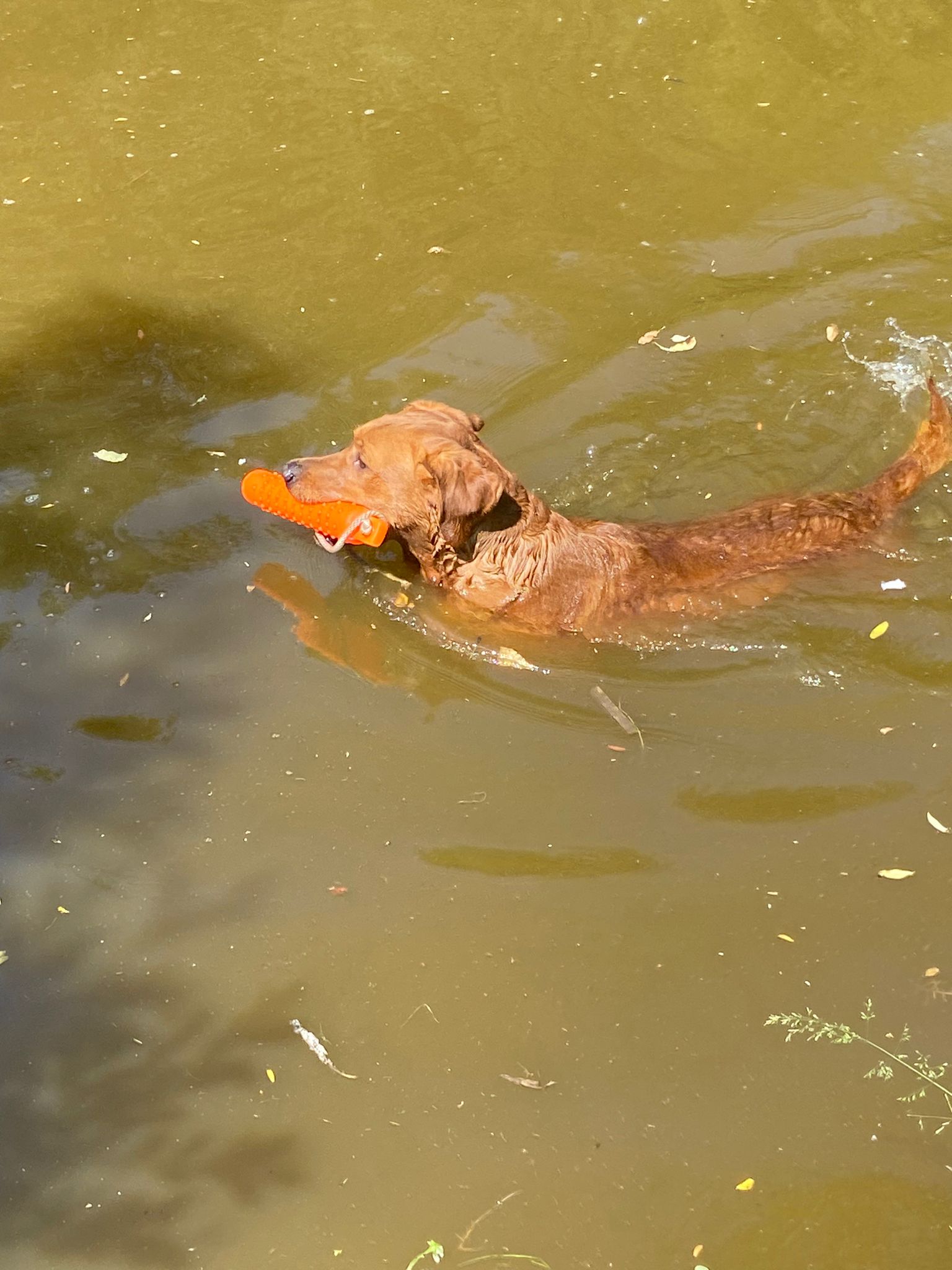 Fox Red Labrador Stud