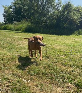 Fox red Labrador stud