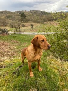 Vomdarka Paddy Fox Red Labrador Stud