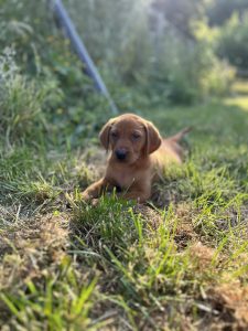 Fox Red Labrador puppy