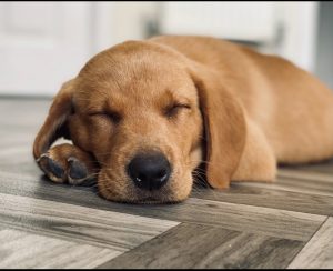 Fox Red Labrador puppy