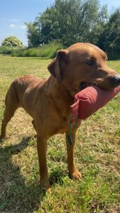 Fox Red Labrador Stud