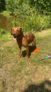 Fox Red Labrador stud