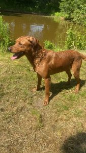 Fox red Labrador stud