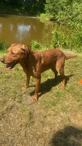 Fox Red Labrador Stud