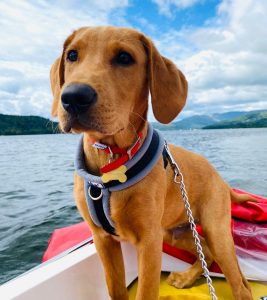 Fox Red Labrador 