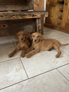 Fox Red Labrador