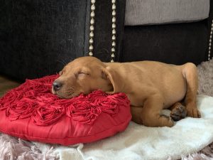 Fox Red Labrador 