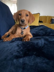 Fox Red Labrador puppies