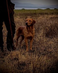 Fox Red Labrador stud