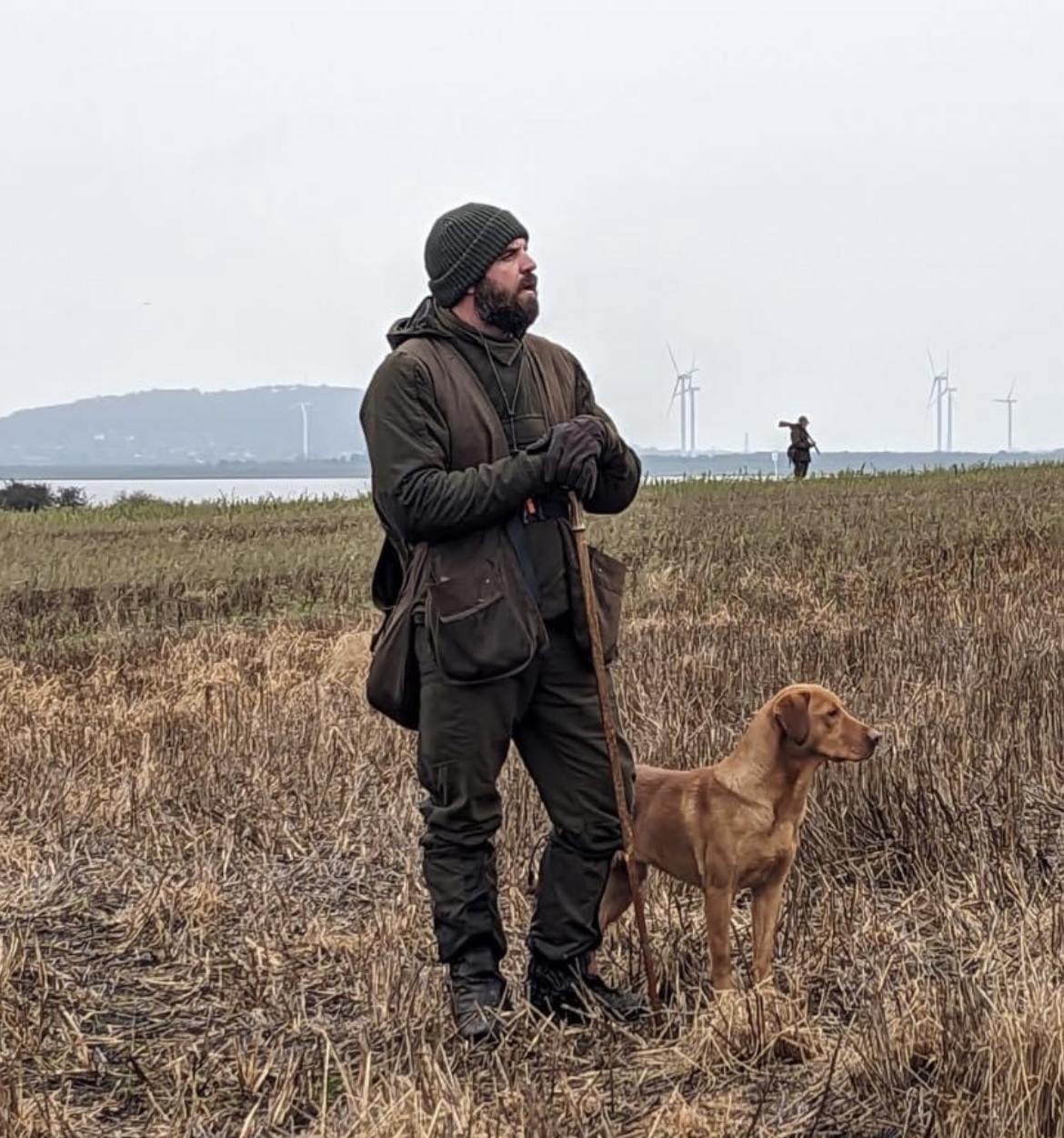 Fox Red Labrador stud