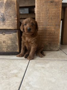 Fox Red labradoodle 