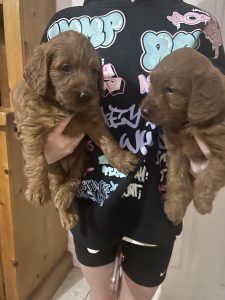 Fox Red labradoodle puppies