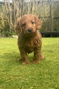 Fox Red Labradoodles