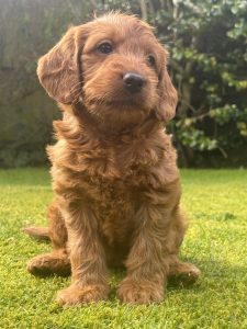 F1 labradoodle puppy