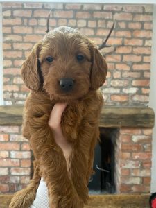 Fox Red f1 labradoodle 