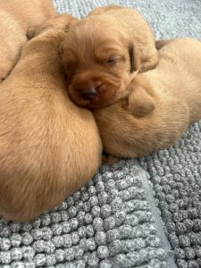 Fox Red Labrador puppies 