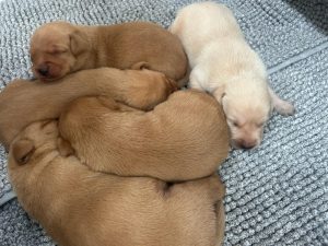 43b046cc 9b1b 475b 970a 27c639feb122 Fox Red Labradors And Friends