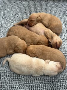 9071f7ba 22c5 40ba 8b9d 87b47a752be7 Fox Red Labradors And Friends