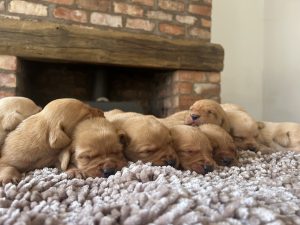 Fox Red Labrador puppies