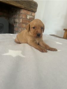 Labrador puppies