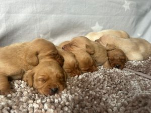 Fox Red Labrador puppies