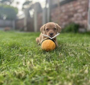 487f39f9 3119 4d64 90dd 236941866411 Fox Red Labradors And Friends