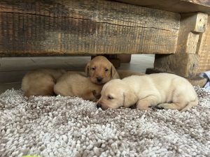 Fox Red Labradors 