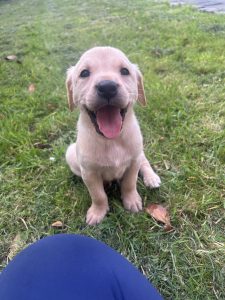 Yellow Labrador puppy male 