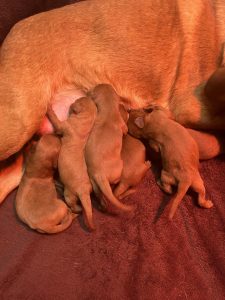 F1 labradoodle puppies