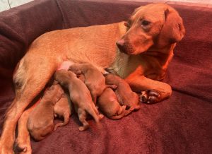 F1 mini labradoodle puppies