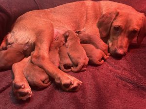 F1 labradoodle puppies