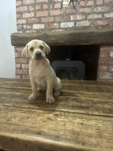 Yellow Labrador male