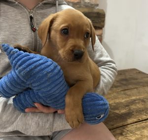 Fox Red Labrador puppies