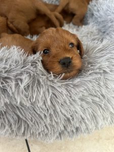 Labradoodle puppy