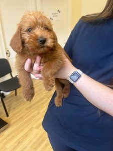 Mini labradoodle puppies