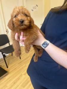 F1 mini labradoodle for sale 