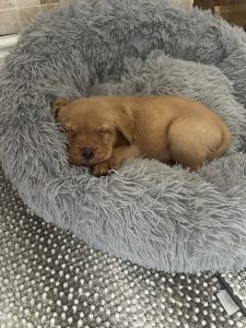 Fox Red Labrador puppies 