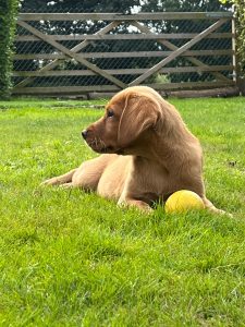 6e29bf69 1e22 42d0 b909 37b679082556 Fox Red Labradors And Friends