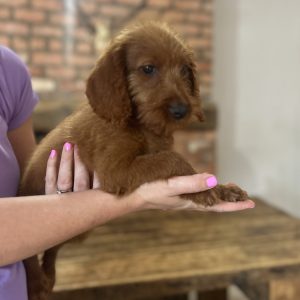 F1 Mini Labradoodle puppy