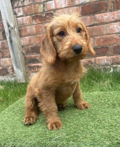 Mini labradoodle puppy