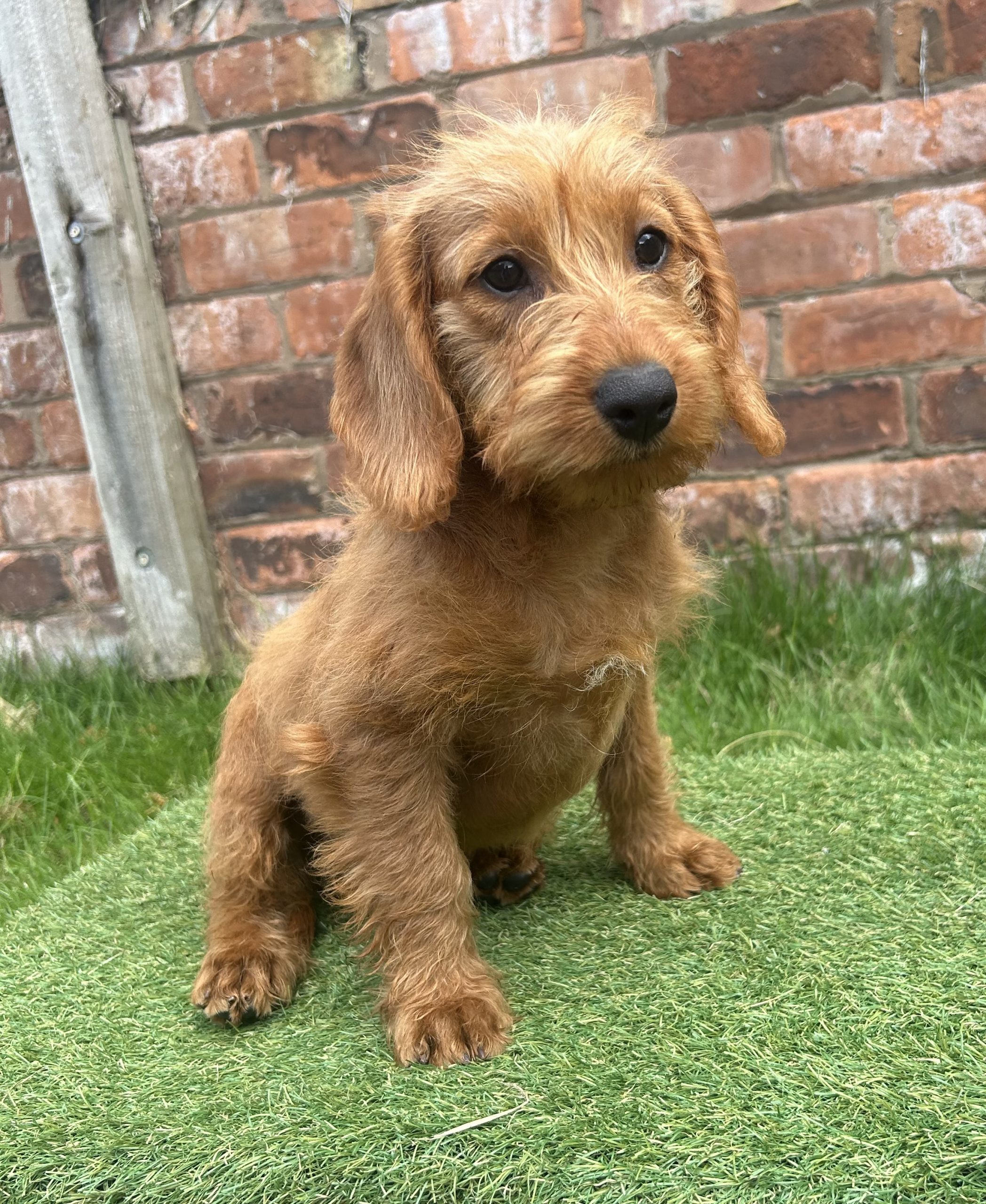 Mini labradoodle puppy