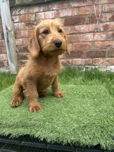 F1 mini Labradoodle Puppy