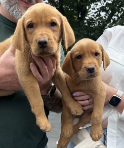 IMG 0819 Fox Red Labradors And Friends